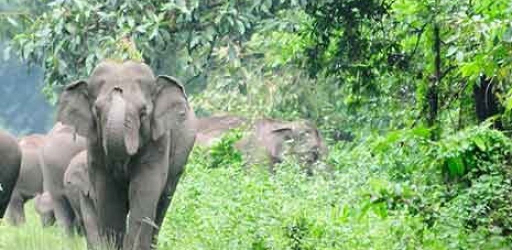 WILDLIFE